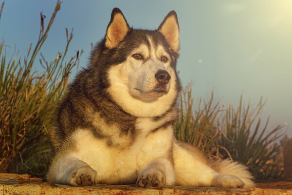 Foto de un perro mamífero en la naturaleza