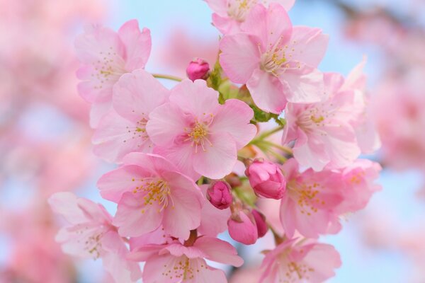 Flores de cerezo en la naturaleza florecieron