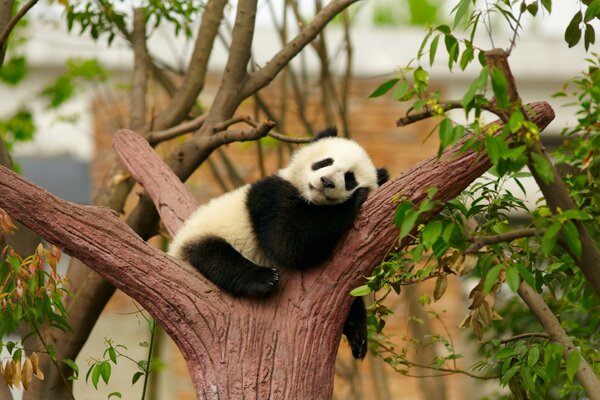 Netter Panda, der auf einem Baum schläft