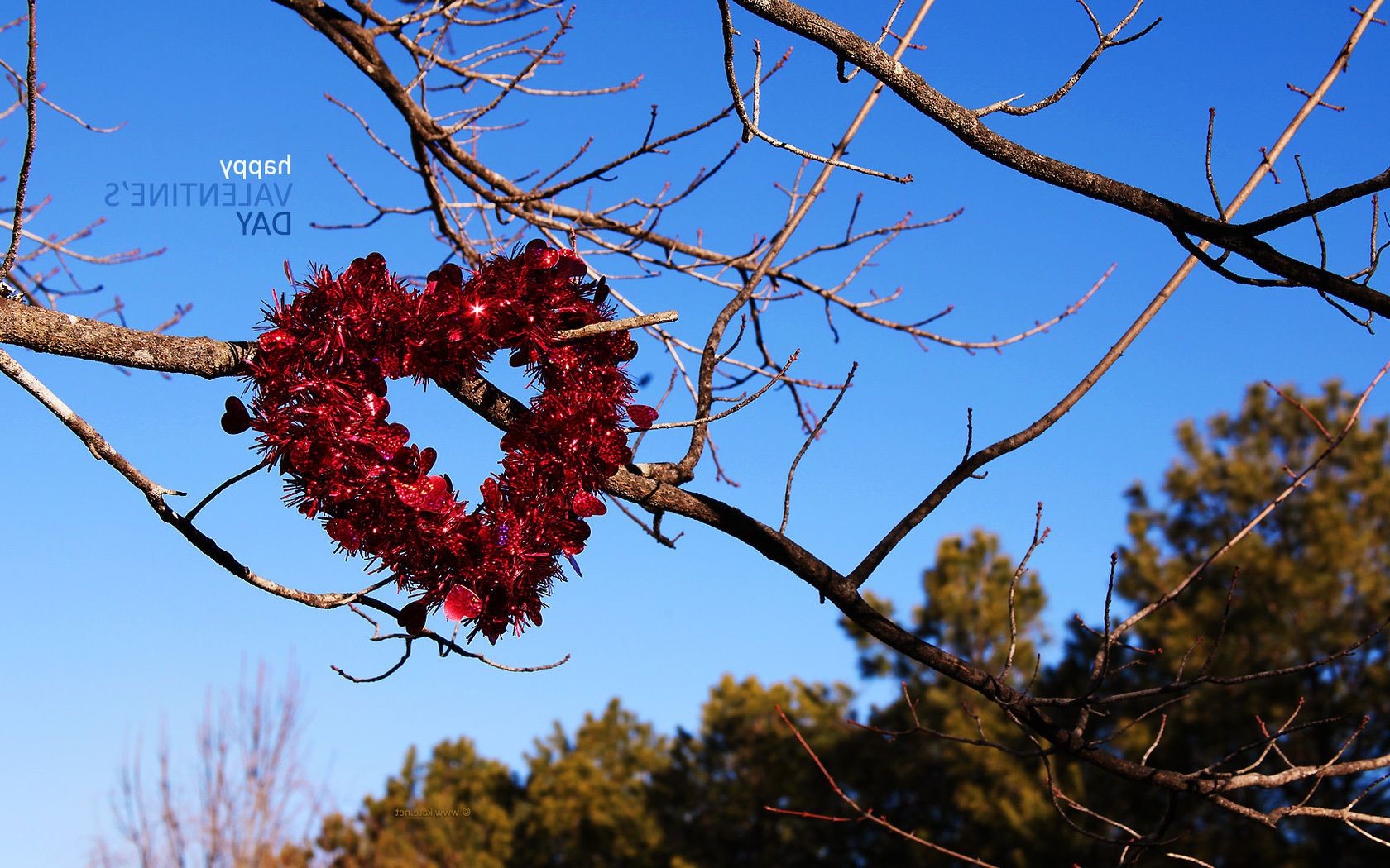 herzen baum zweig natur winter jahreszeit im freien herbst holz blatt flora hell himmel farbe