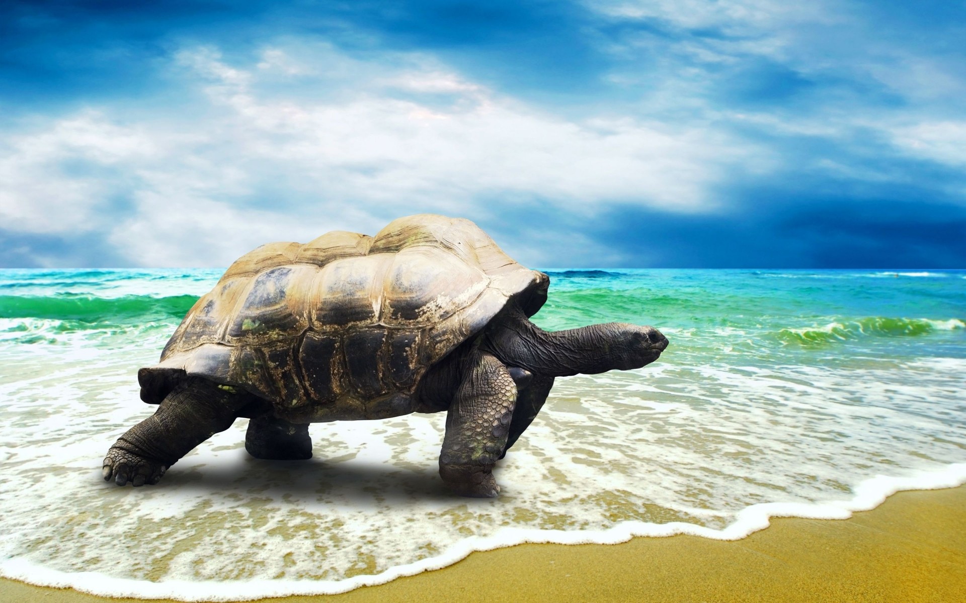 reptiles and frogs turtle water ocean shell tropical sea reptile beach sand nature tortoise slow sun exotic vacation travel island fair weather waves