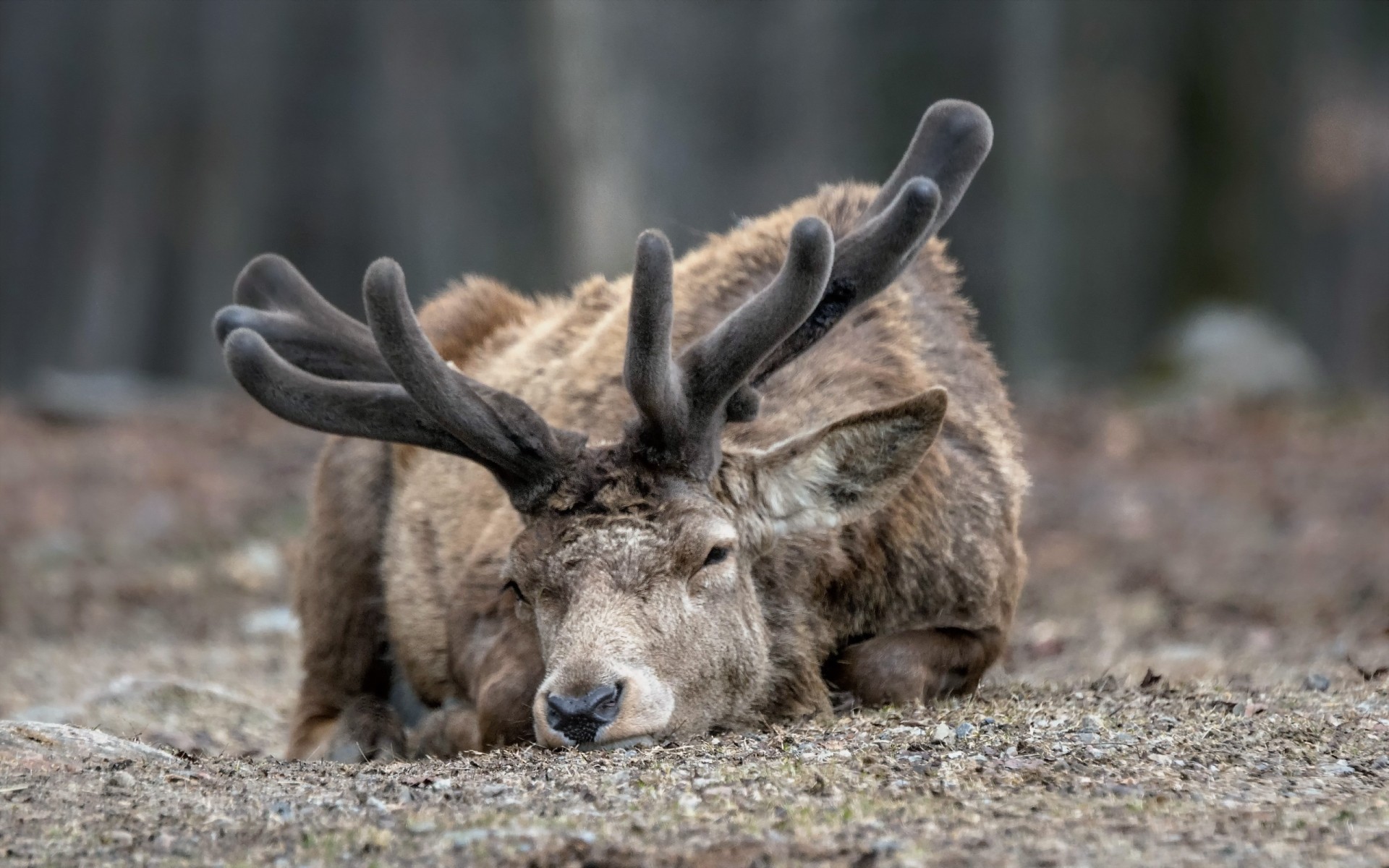 animals nature wildlife mammal wood animal wild deer fur outdoors park grass