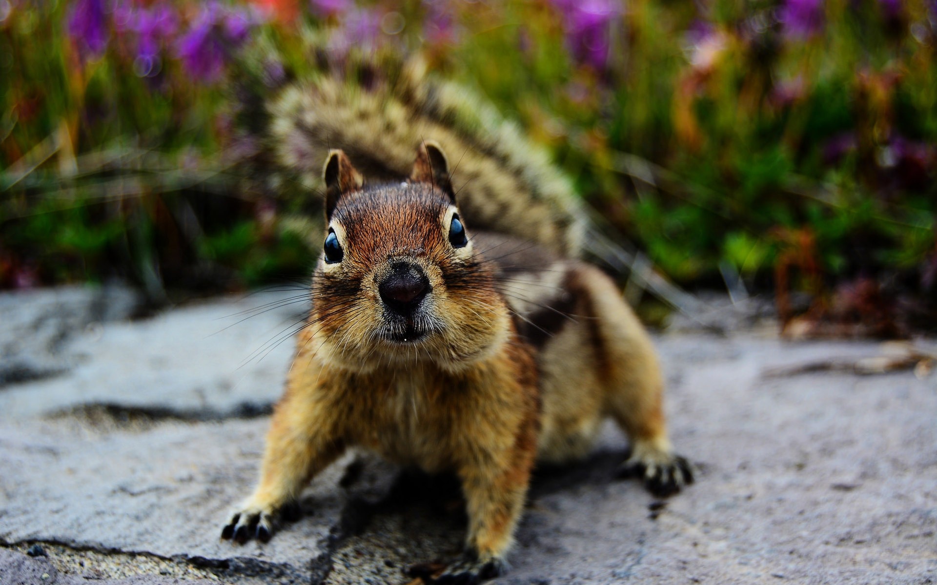 animais vida selvagem mamífero natureza fofa animal esquilo roedor selvagem pequeno madeira