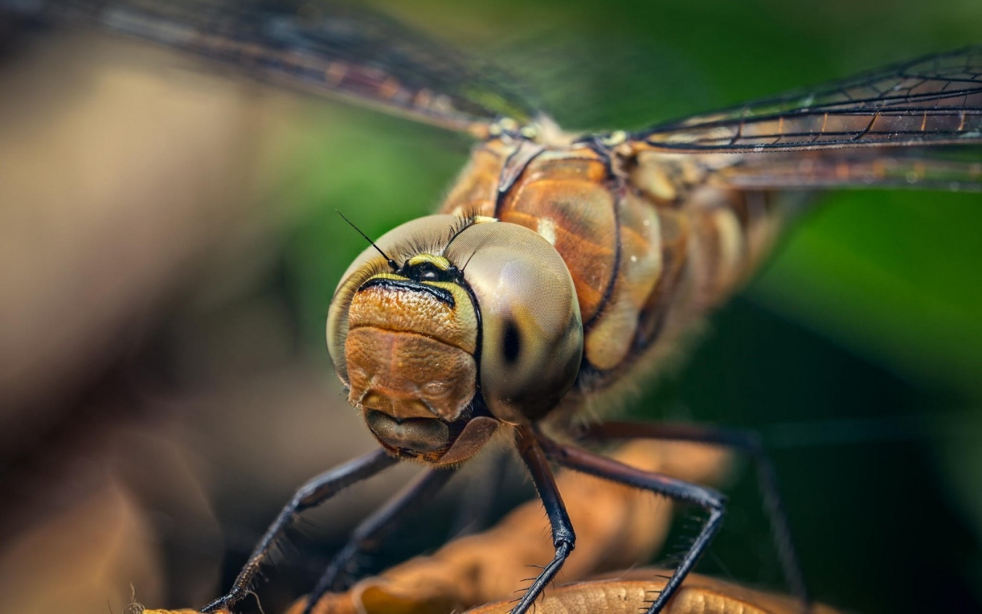 insects insect dragonfly invertebrate wildlife fly animal wing nature outdoors one garden macro