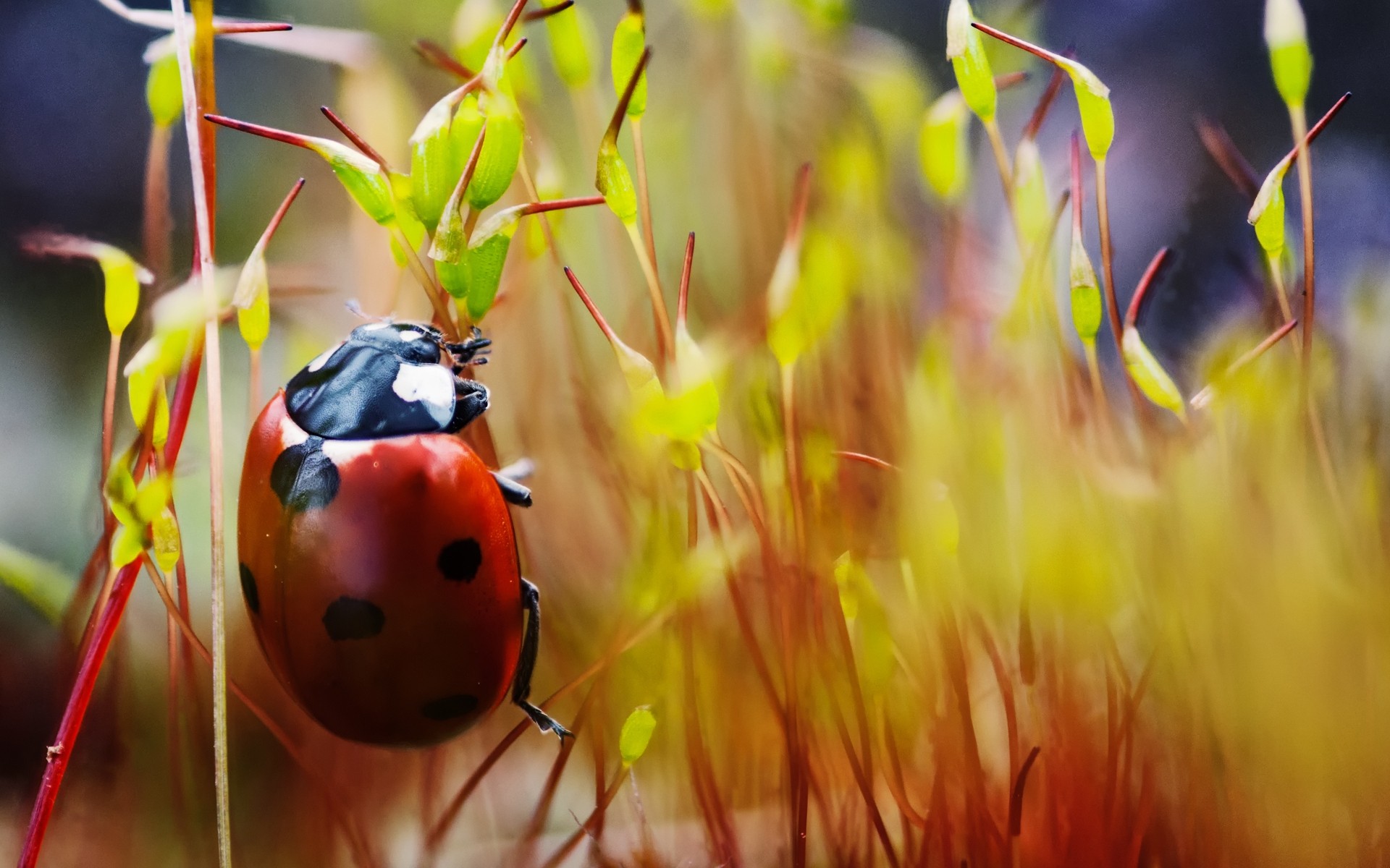 insectes nature insecte été couleur fleur à l extérieur lumineux feuille faune coccinelle rouge coccinelle macro herbe