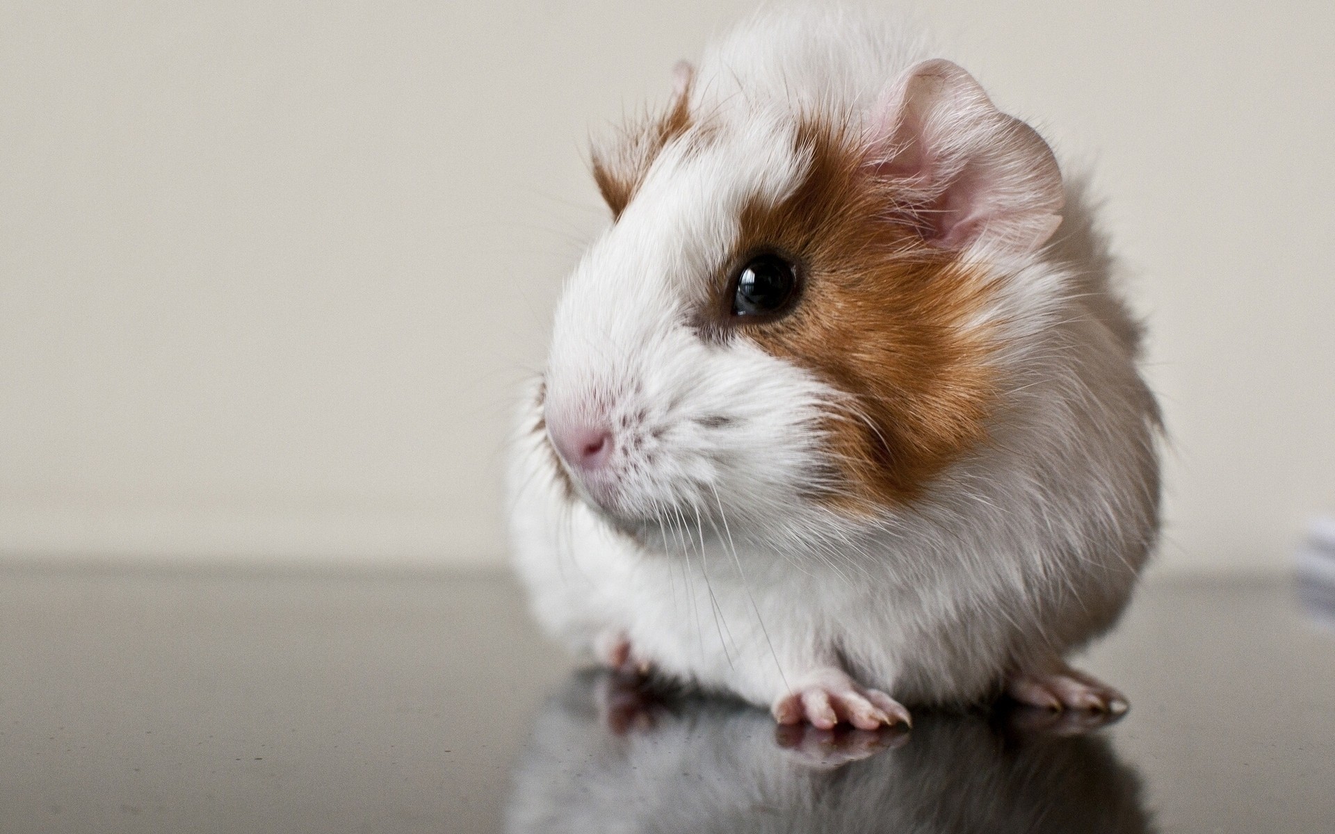 animaux mammifère mignon rongeur portrait fourrure animal petit animal aperçu vers le bas drôlement un oeil curiosité moustache s asseoir