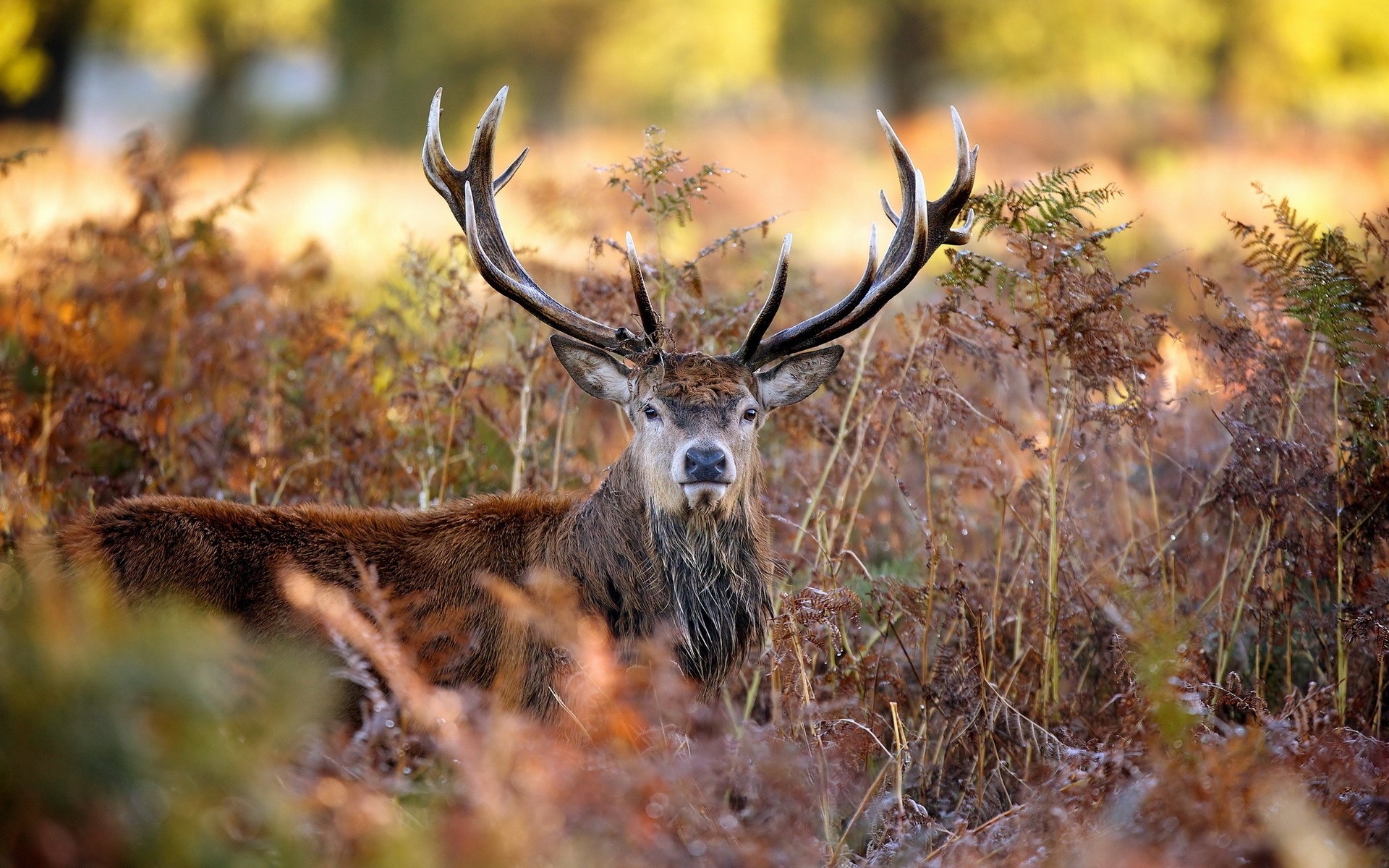 animaux cerf la nature la faune automne en plein air bois panthère mammifère animal réservoir sauvage enterrement de vie de garçon herbe rack parc