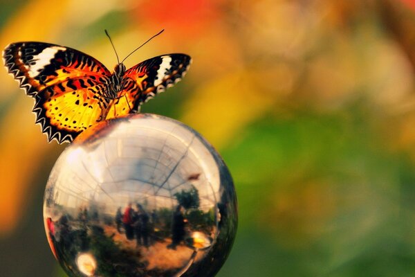 Borboleta laranja ao ar livre