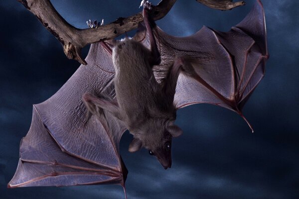 Foto di pipistrello su carta da parati