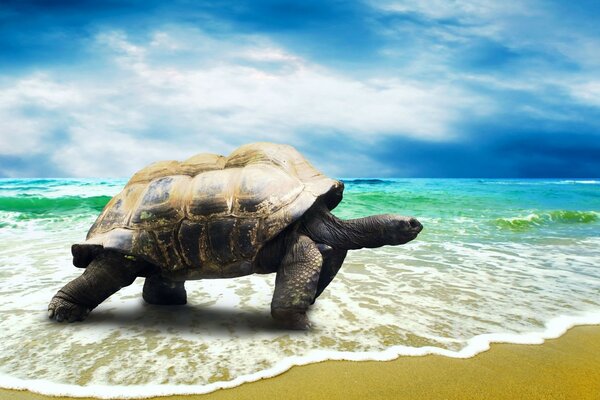 Giant turtle walks along the edge of the sea surf