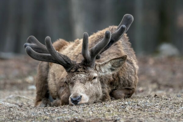 El ciervo es un hermoso animal en la naturaleza