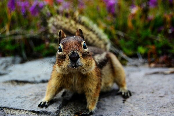 Niedliche Wildtiere