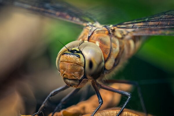 Schöne Libelle in Makroaufnahmen