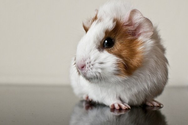 Cute portraits of rodent animals