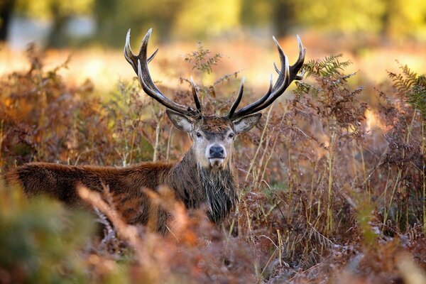 Deer in the colors of autumn