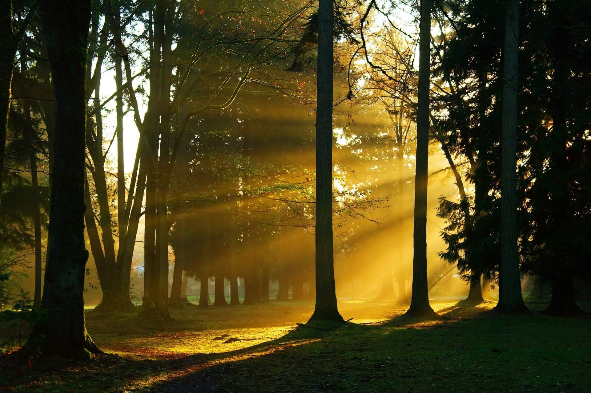 alberi alba albero legno nebbia paesaggio luce nebbia autunno sole natura parco foglia tramonto ombra illuminato bel tempo sera