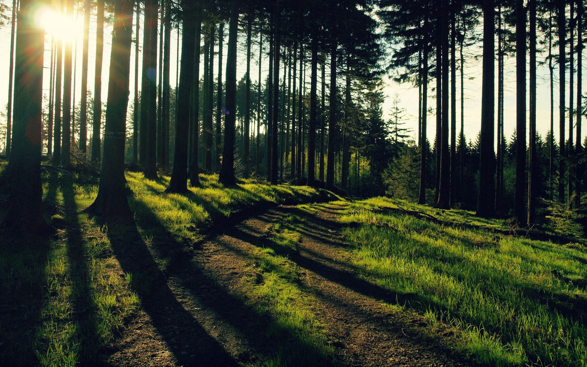 route paysage bois bois nature à l extérieur lumière soleil aube beau temps parc environnement