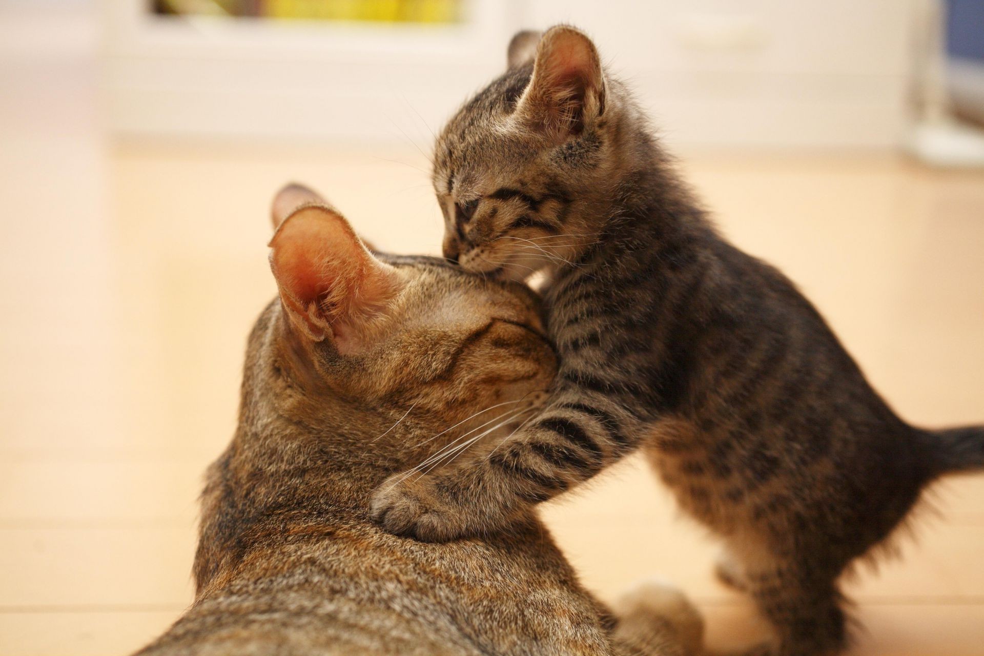 chat chat mammifère animal de compagnie mignon portrait animal chaton enfant fourrure un oeil aperçu s asseoir