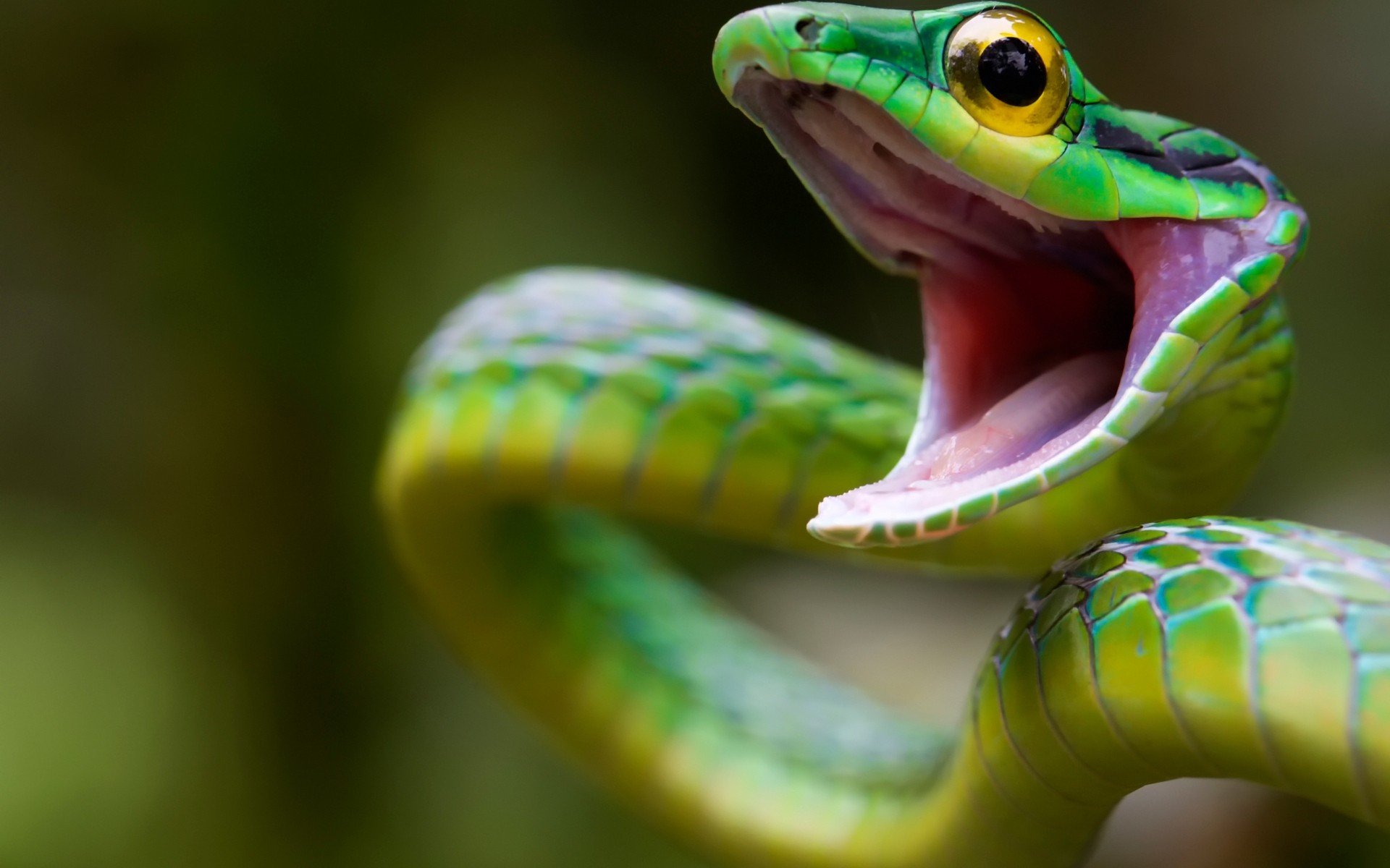 répteis e rãs réptil sapo cobra anfíbios vida selvagem animal natureza exótico cor animal de estimação tropical biologia