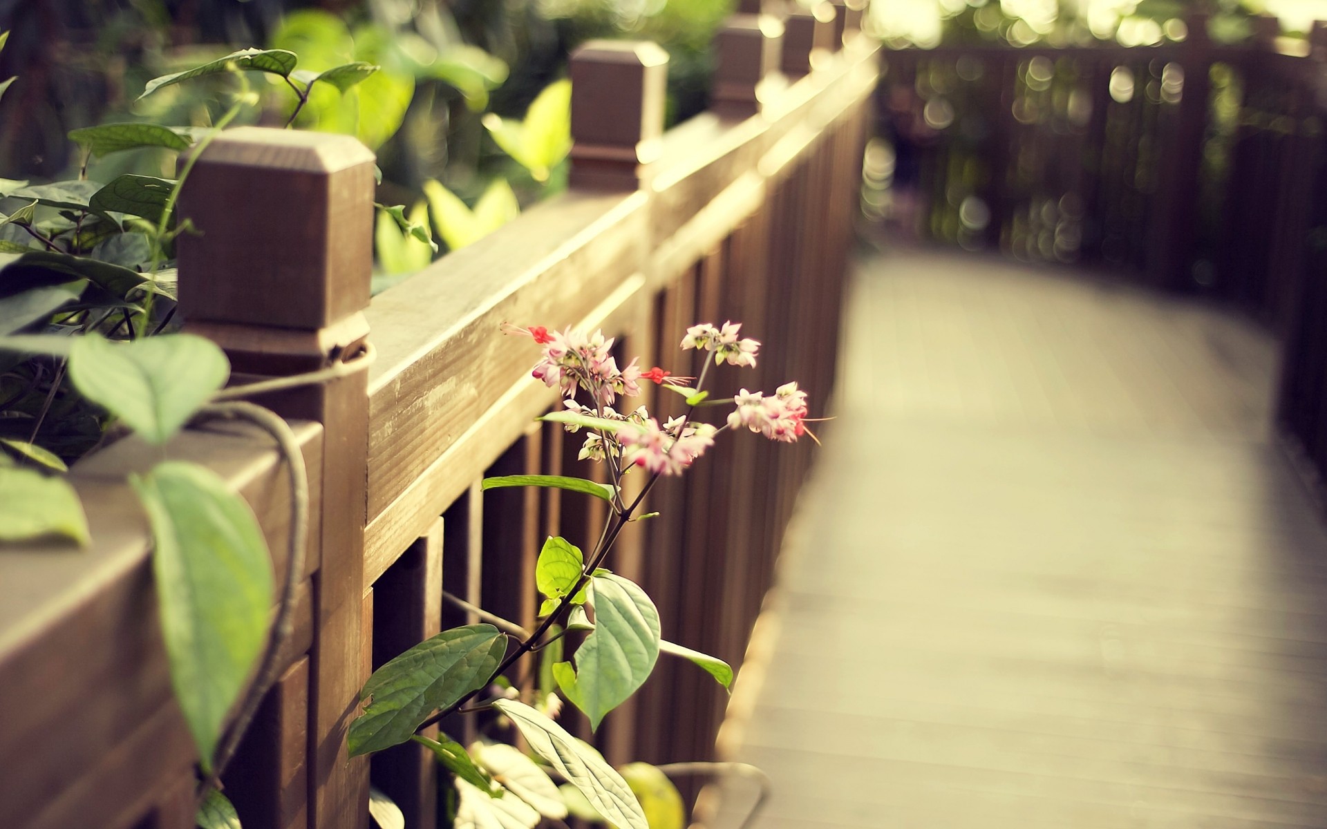 flowers flower garden flora