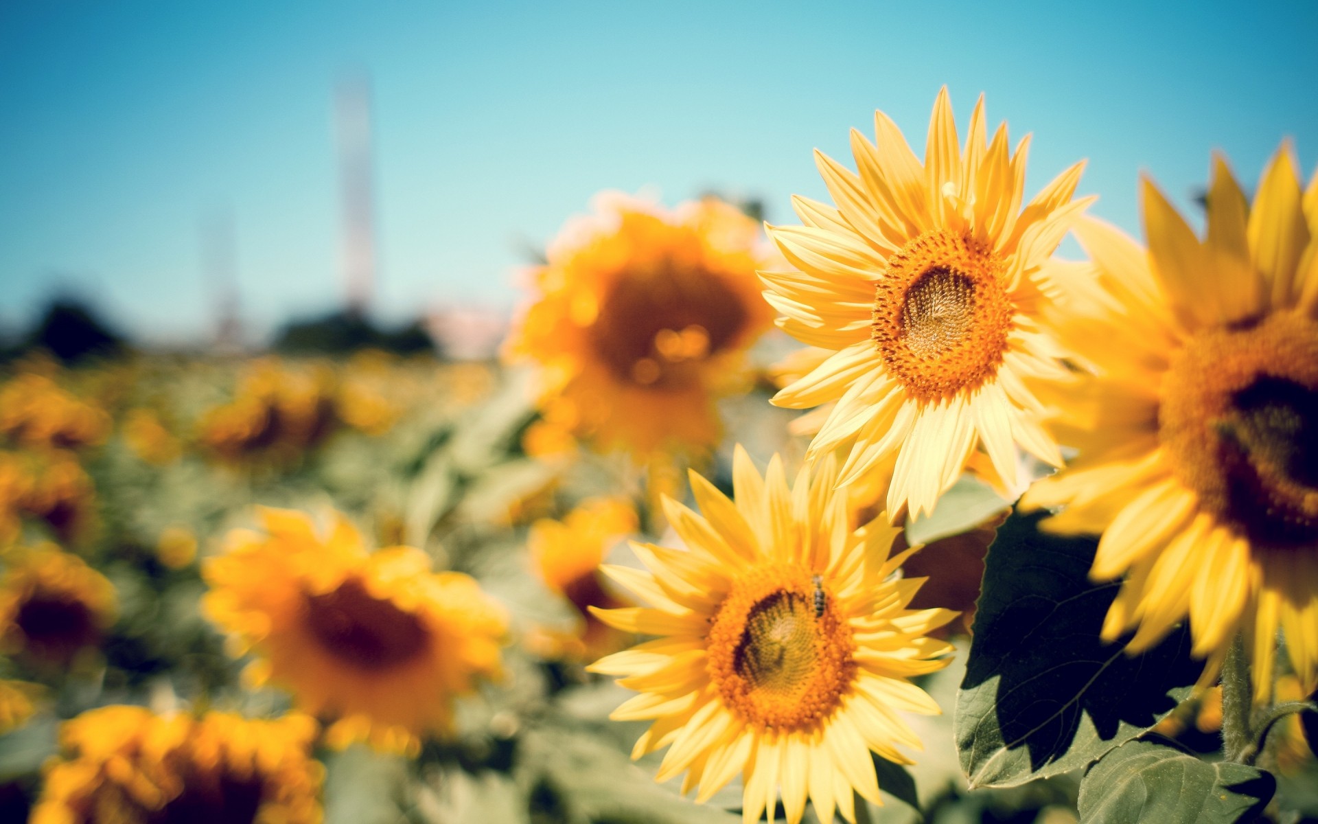 blumen blume natur sommer flora sonnenblume hell garten blütenblatt feld sonne wachstum blumen blatt gutes wetter farbe sonnig blühen schön jahreszeit