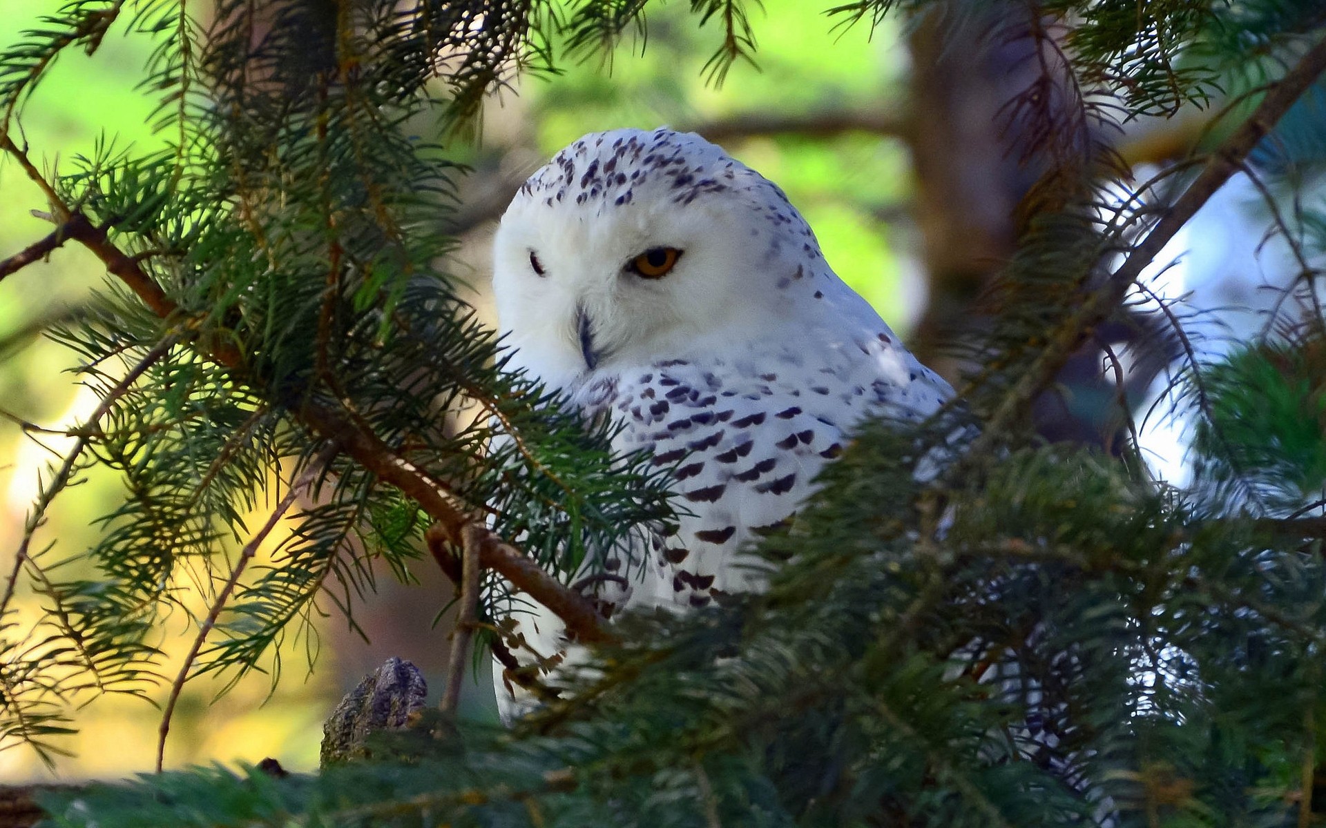 eule baum natur im freien winter vogel tierwelt