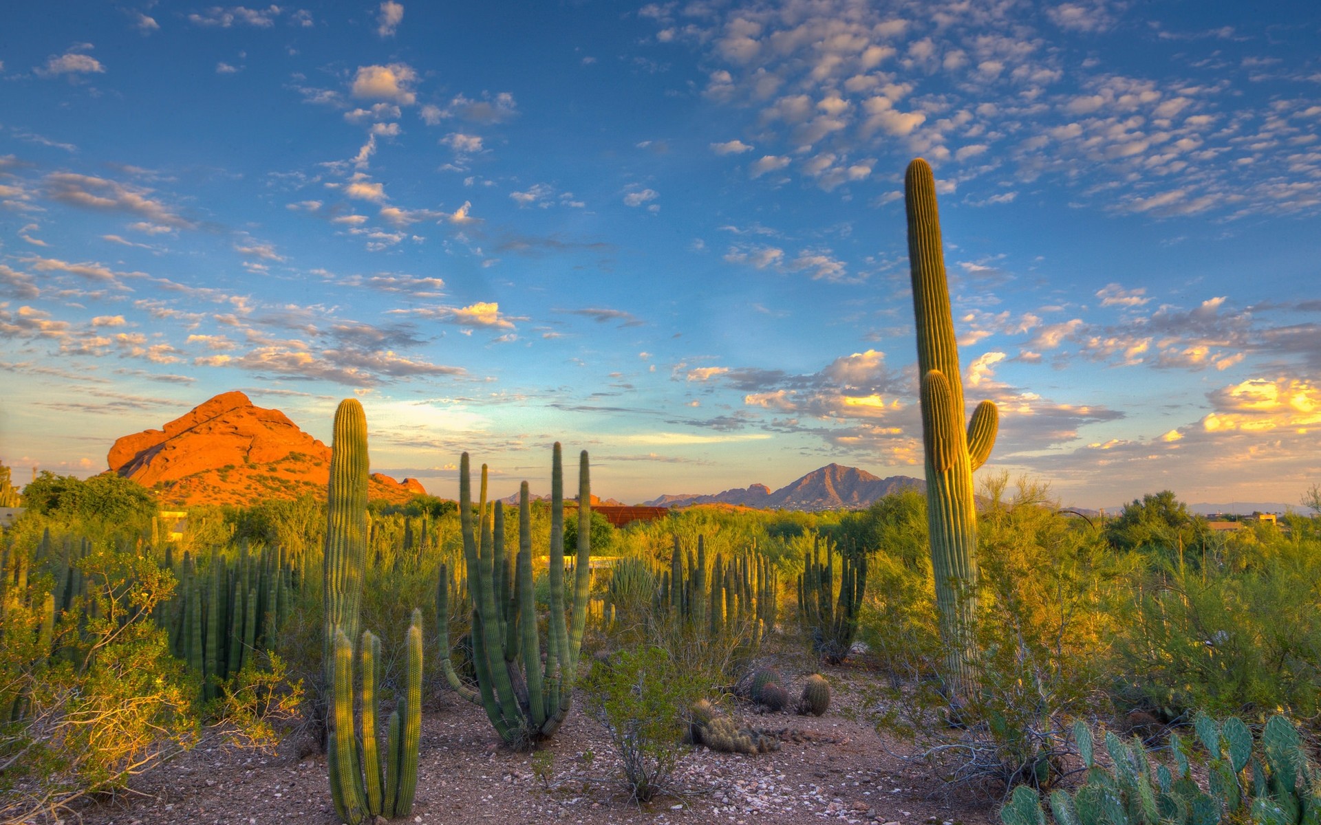 paisaje cactus paisaje cielo naturaleza al aire libre desierto viajes puesta del sol amanecer escénico montañas luz del día árbol nubes