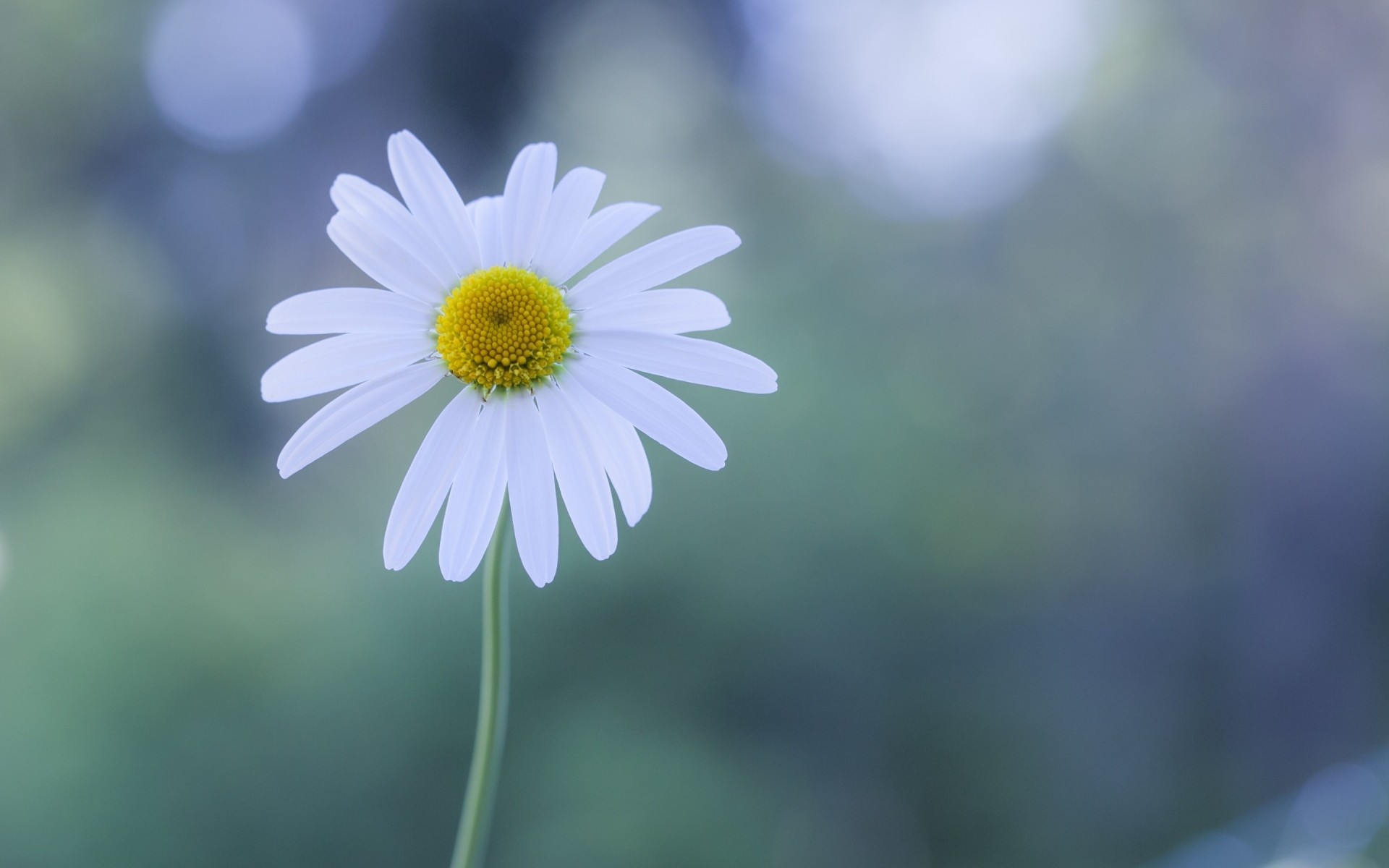 kwiaty natura kwiat flora lato jasny liść wzrost kolor rozmycie zbliżenie dobra pogoda stokrotki