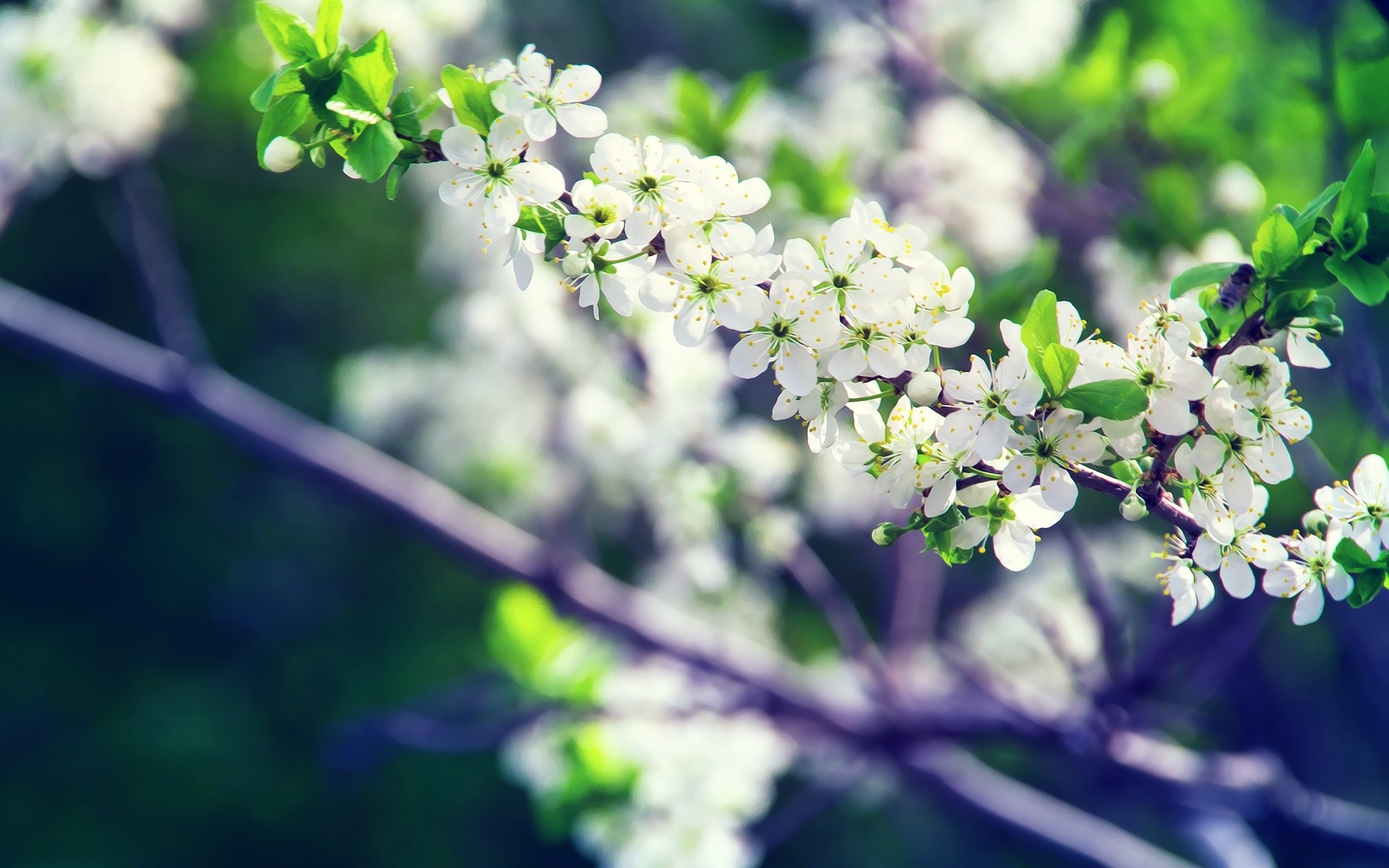 blumen natur blume flora blatt garten zweig baum wachstum sommer saison im freien blühen schließen gutes wetter blumen farbe park blütenblatt