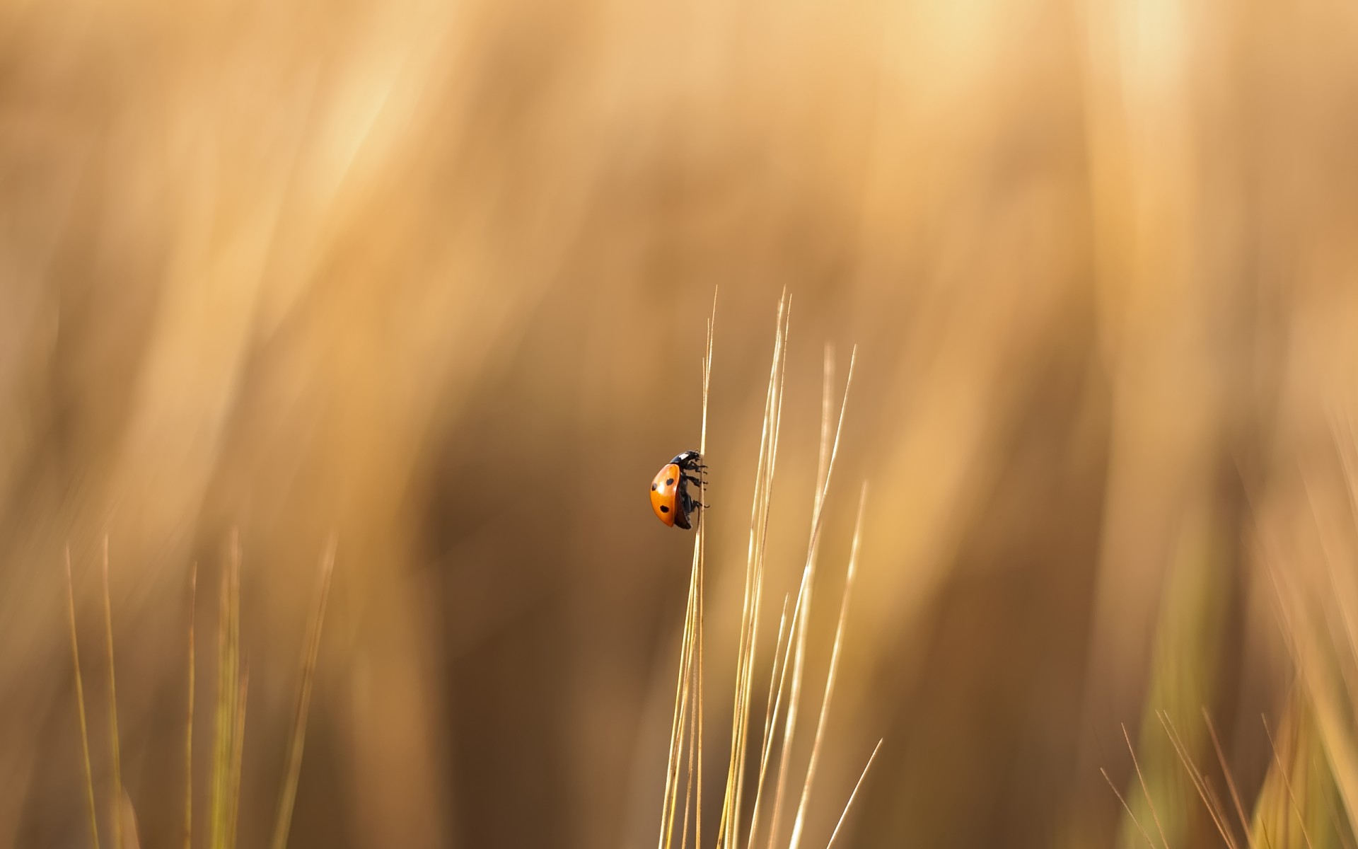 insetos inseto joaninha besouro grama borrão natureza sol verão bom tempo trigo ao ar livre