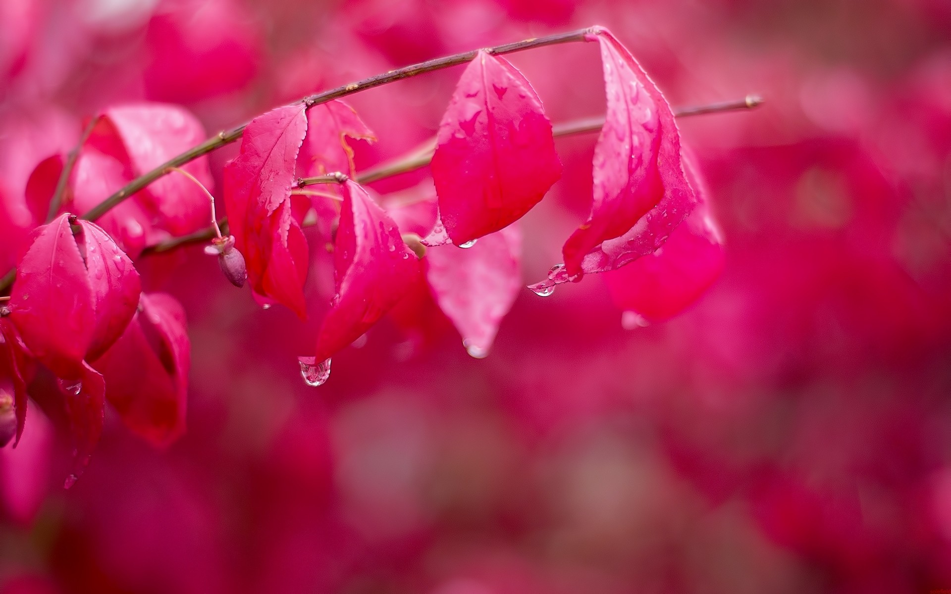 plants nature flower flora leaf garden bright summer color blur outdoors close-up season leaves