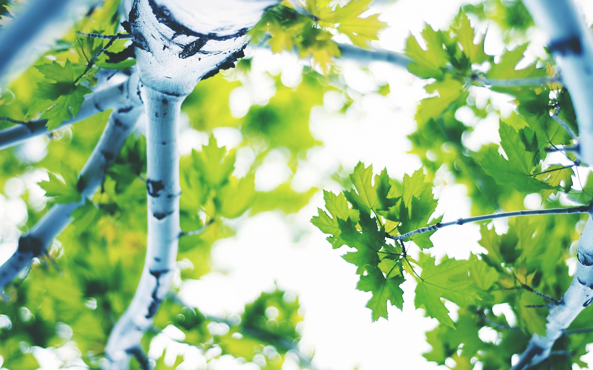 paesaggio foglia natura albero estate all aperto ramo flora crescita luminoso legno bel tempo giardino ambiente sole colore acero foglie