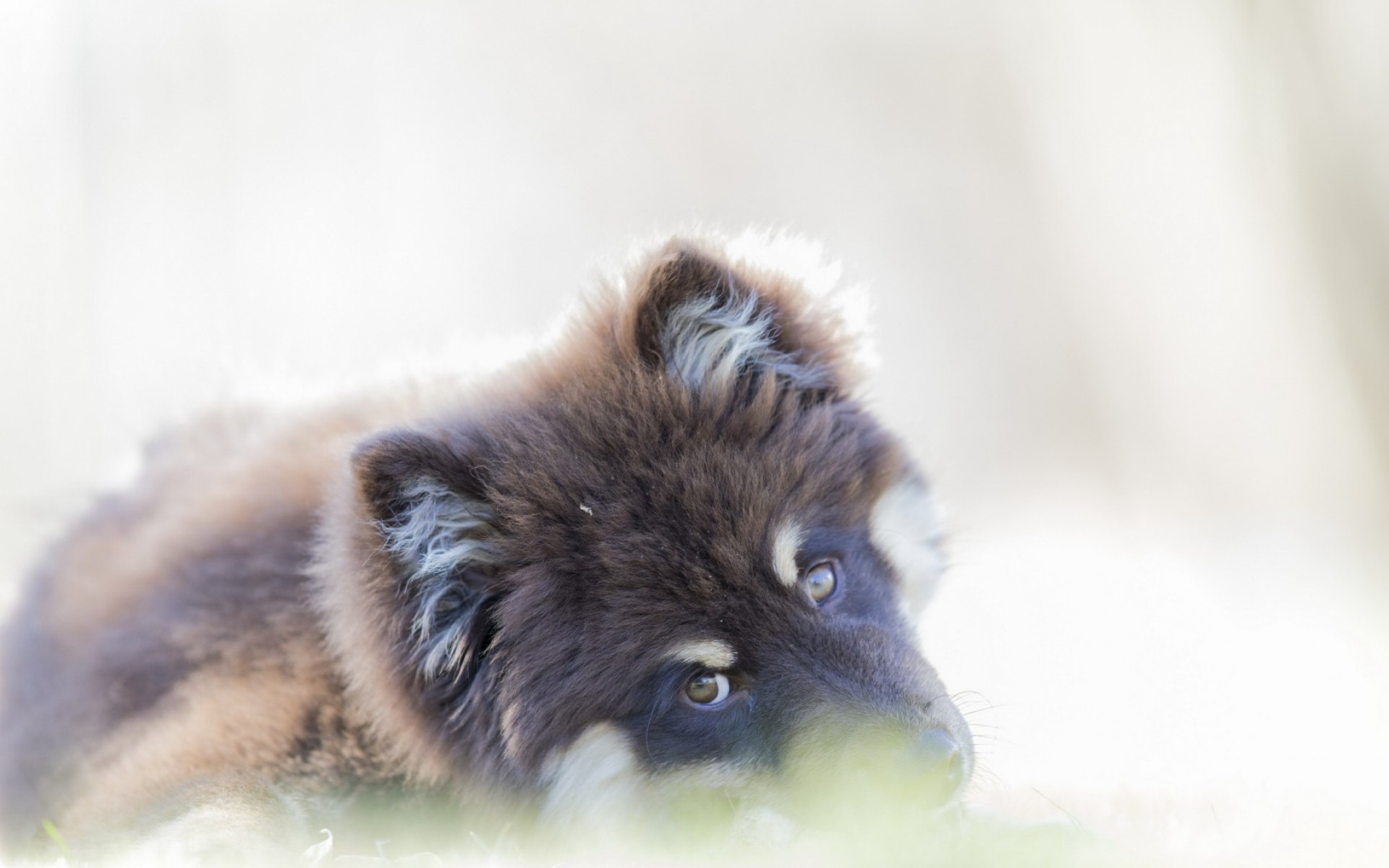 hund niedlich fell auge tier ansicht natur wenig hund porträt säugetier flaumig lustig tierwelt brauner hund