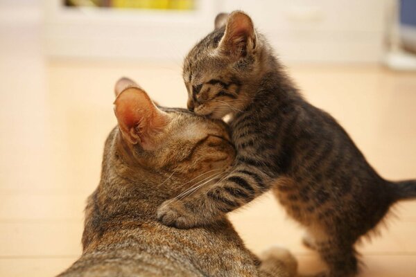 Cat Kitten Cute ears muzzle