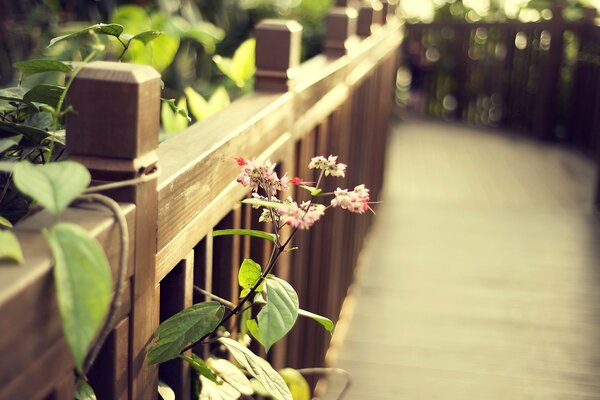 Branches with small flowers through the railing