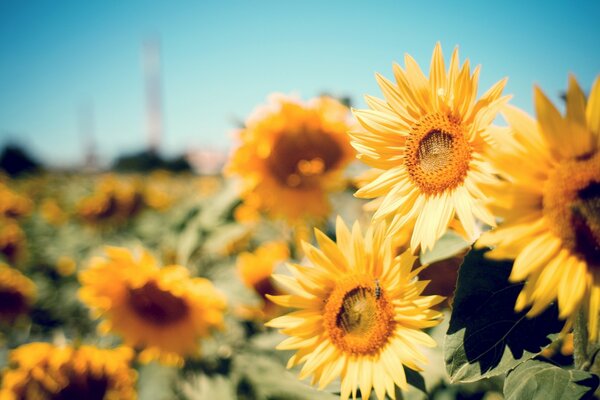 Helle Sonnenblumen für gute Laune