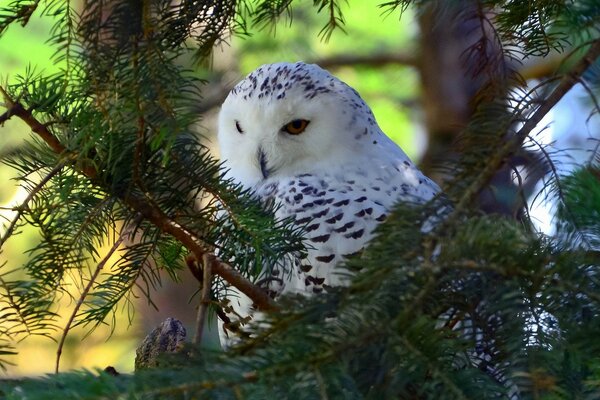 Wise owl gaze