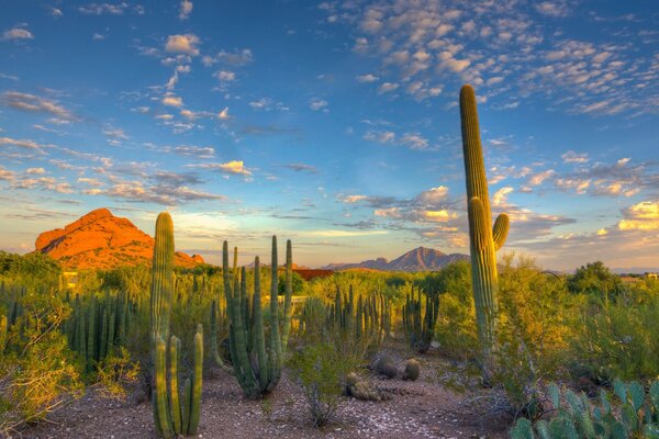 Cactus paisaje en la naturaleza contra el cielo azul