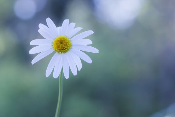 A lonely daisy on a green background