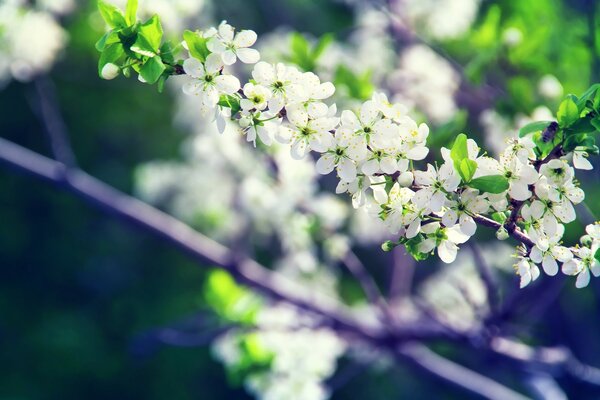 Petites fleurs blanches sur une branche