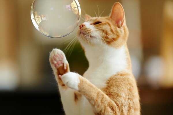 Pelirroja gato juega con una bola de jabón