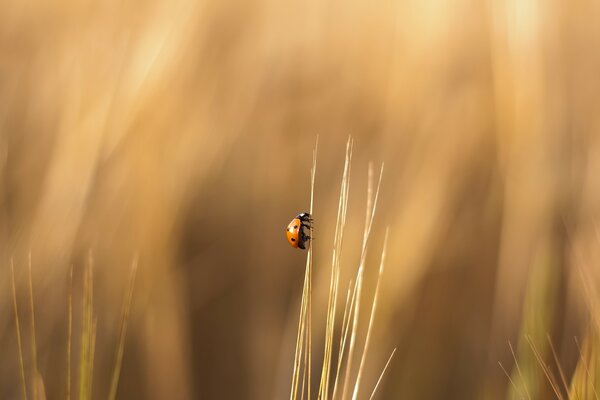 A little ladybug is sitting on a spikelet