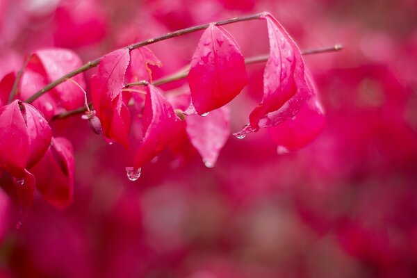 Com flores vermelhas pingando gotas