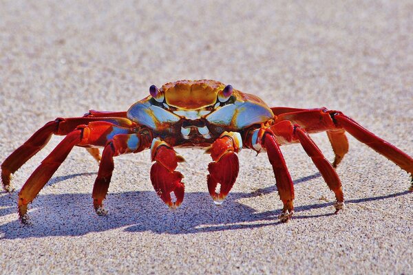 Granchio in prossimità sulla spiaggia