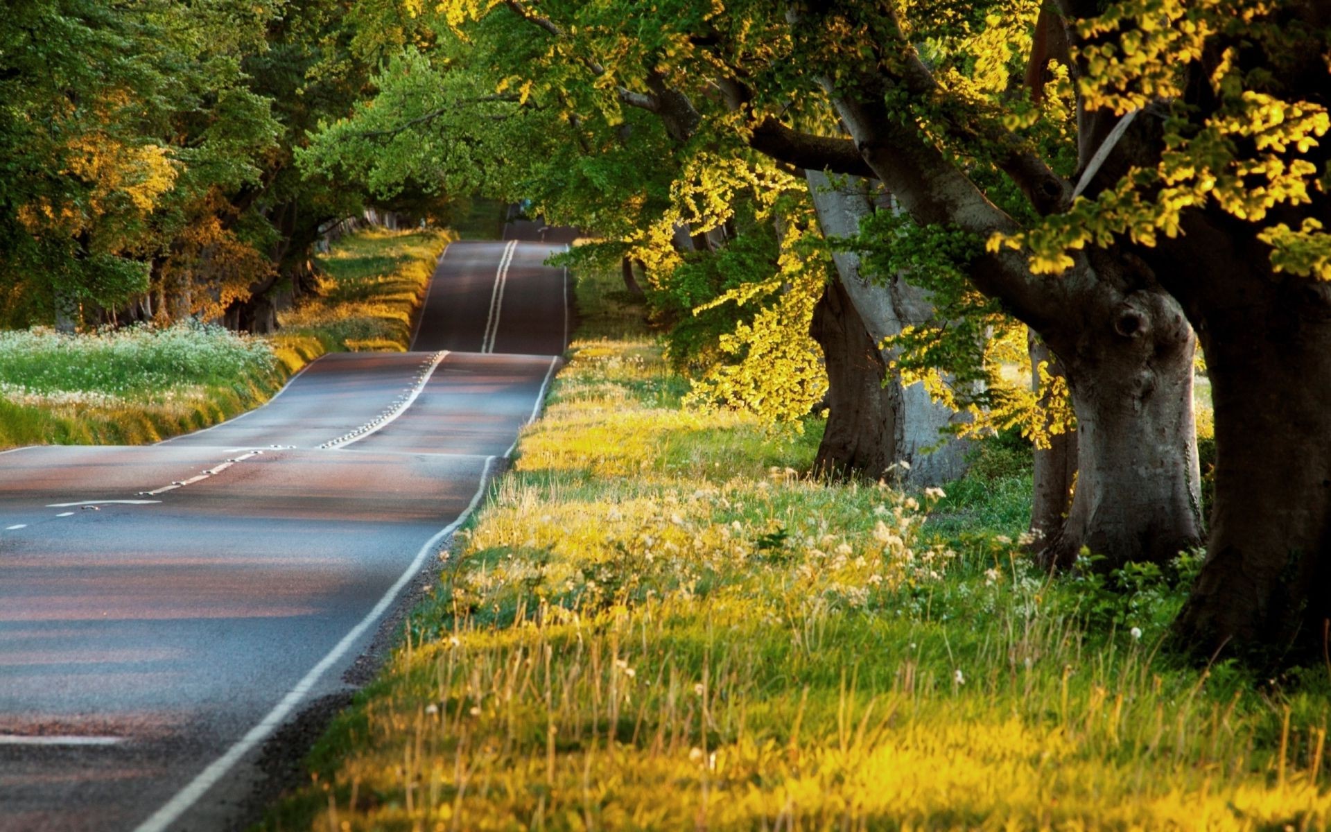 strada autunno albero natura foglia di legno paesaggio all aperto acqua erba parco guida di viaggio di colore scenic stagione