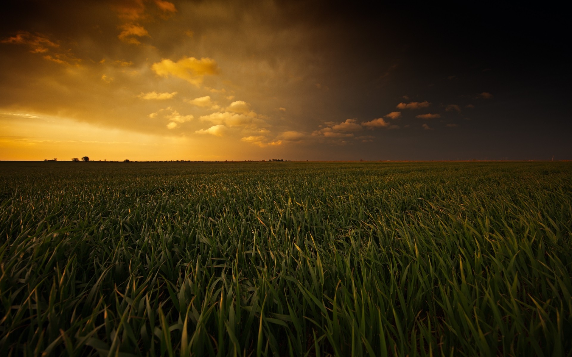 paisaje campo cereales trigo maíz puesta del sol granja paisaje agricultura cosecha cielo pasto tierra cultivada sol rural hierba oro naturaleza amanecer crecimiento campos tormenta