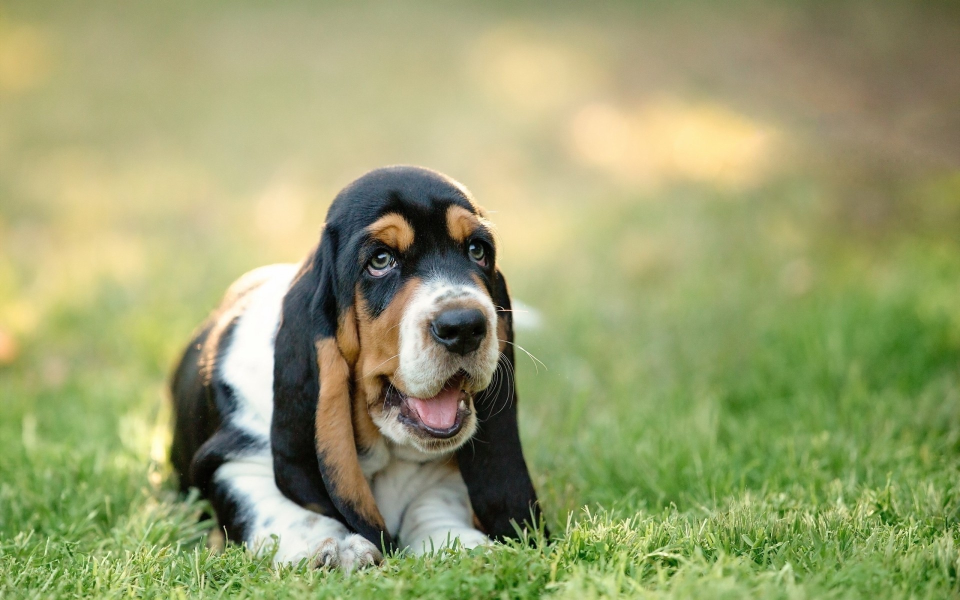 hunde gras hund säugetier tier niedlich hundeführer haustier welpe natur reinrassig jung rasse stammbaum wenig