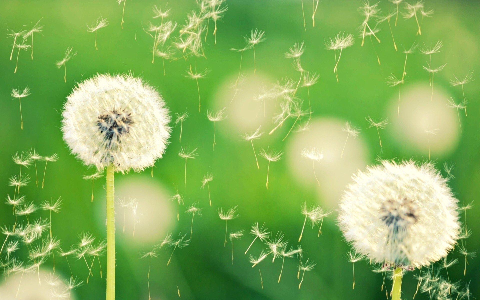 fleurs pissenlit flore fleur nature été croissance graines herbe jardin foin gros plan mauvaises herbes vers le bas saison cosse lumineux couleur environnement feuille fluff