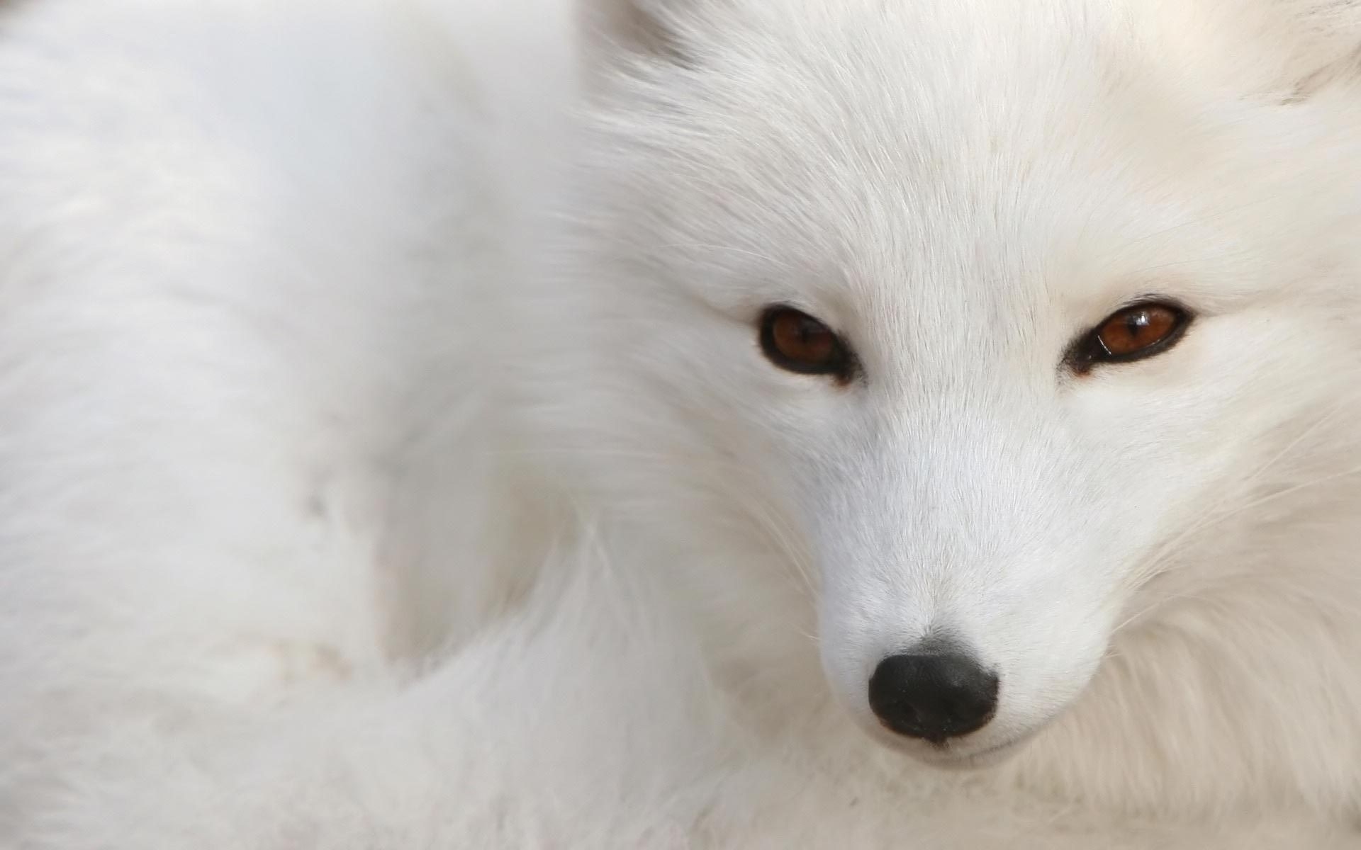 tiere säugetier frostig winter schnee single hundesportler tier tierwelt hund fuchs