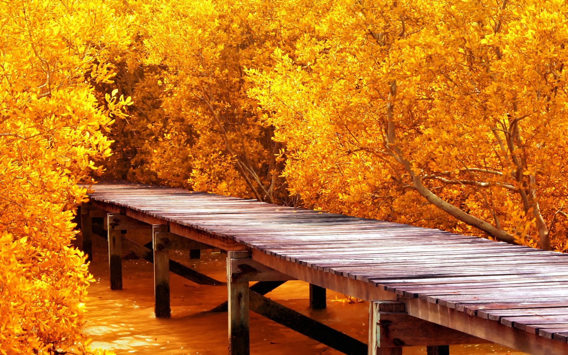 otoño madera otoño árbol hoja temporada naturaleza banco arce madera paisaje parque al aire libre vacío oro campo árboles árboles amarillos